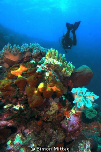 Coral Bommie with diver in the background by Simon Mittag 